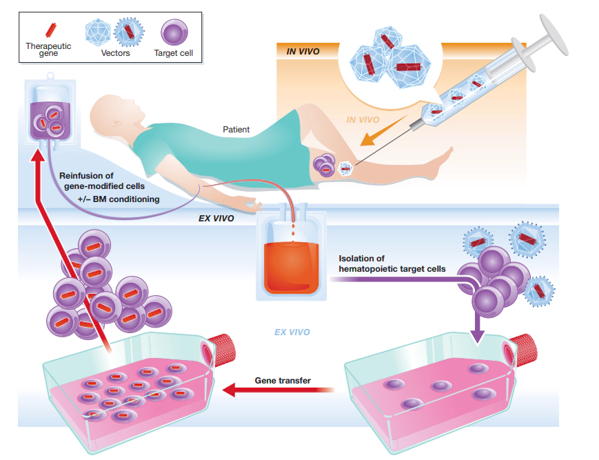 In-vivo and ex-vivo gene therapy