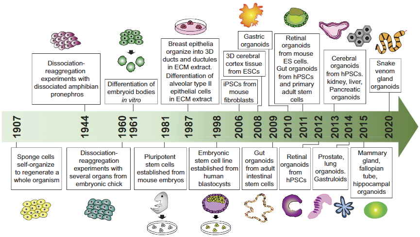 History of organoid development