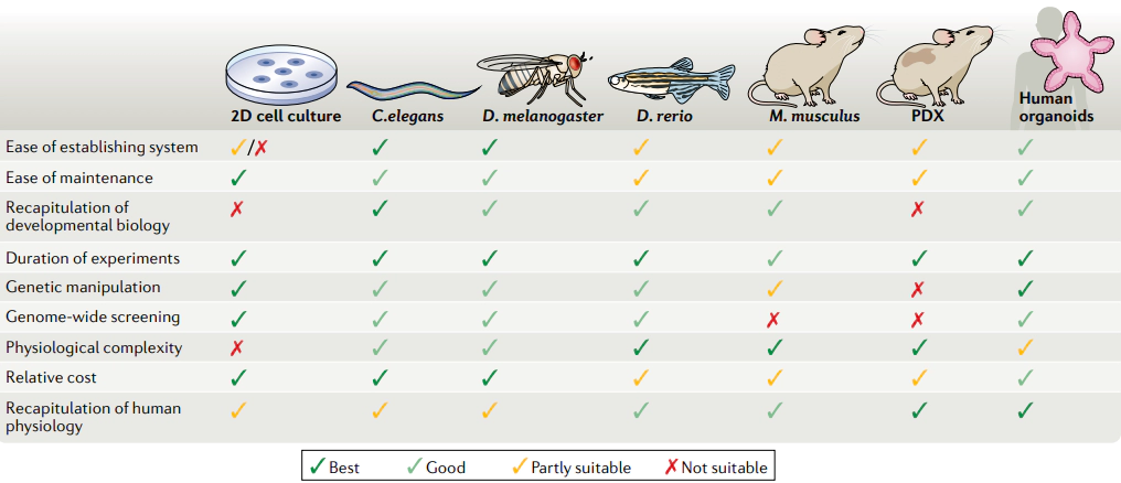 Organoids Compared to Other Models