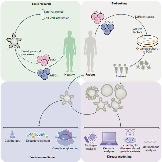 Applications of Organoids