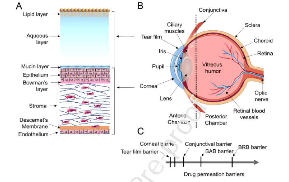 Structural characteristics of the eye