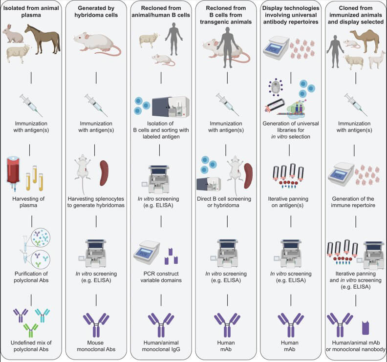 Different antibody discovery strategies and the experimental phases involved