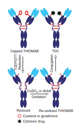 Figure 5. Conjugation of cytotoxic drugs to engineered THIOMABs