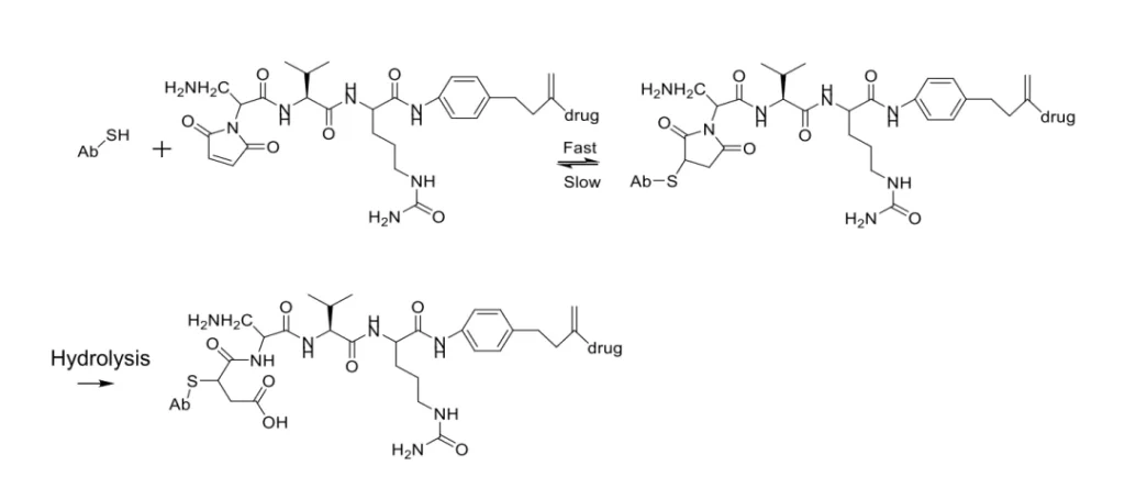 Figure 6. Self-hydrolyzing maleimides improve the stability