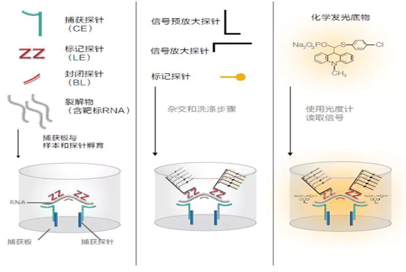 Fig. 1 Schematic diagram of bDNA technology process and principle