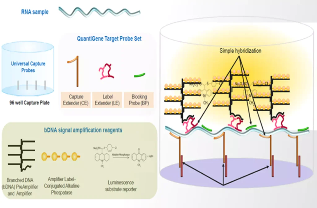 Fig. 2 Schematic diagram of the principle of bDNA technology in mRNA analysis