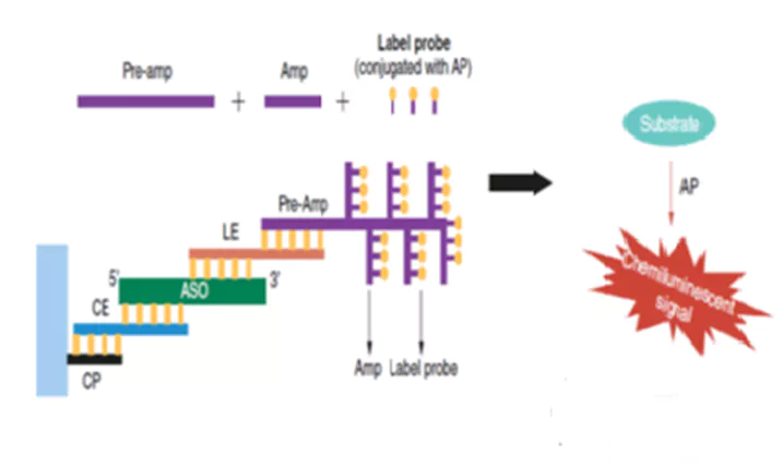 Fig. 5 Schematic diagram of the ASO principle of bDNA technology analysis