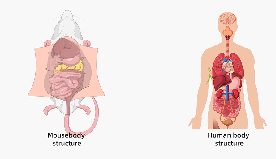 The Vital Role of Large Animal Models in Drug Development