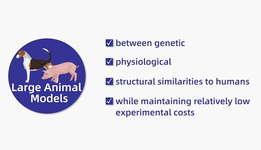 Large Animal Models: Essential Tools in Disease Research