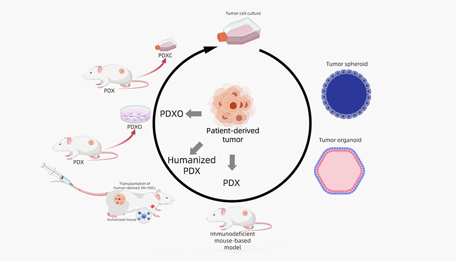 PDXO Model: A Significant Advancement in Precision Oncology