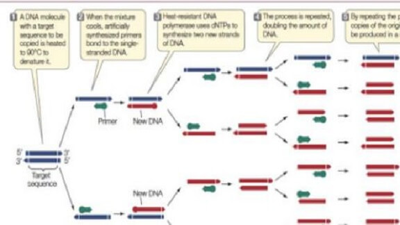 PCR Primer Analysis