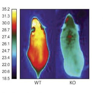 Treating-Obesity-with-Brown-Fat-related-Molecule-340x306.jpg