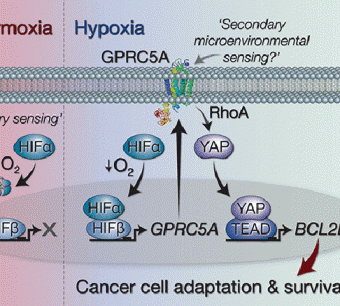 Cancer's Last Gasp? Could Be, If Hypoxia Pathway Is Blocked