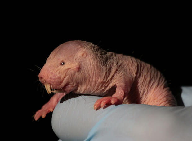 Naked Mole Rats Use Glucose-Fructose Switch to Survive Suffocating Conditions