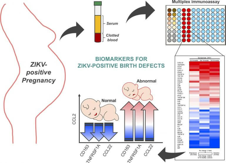 Research on Zika biomarker detection and prenatal diagnosis