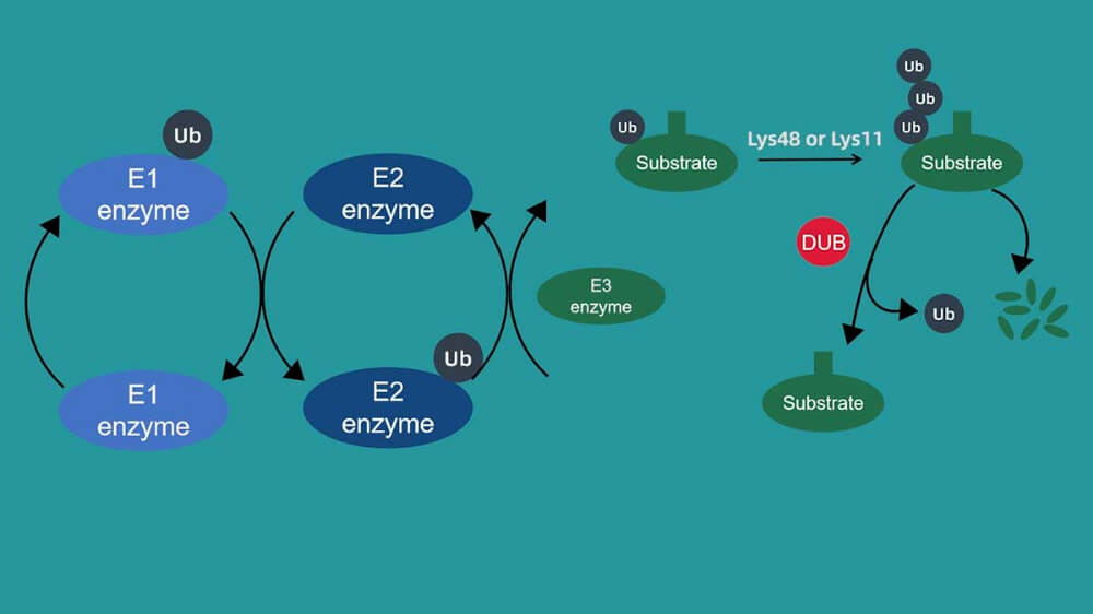 PROTAC is first showing its edge, SD-36 has excellent anti-tumor effect