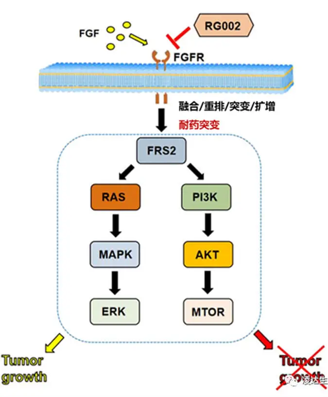 pan-FGFR1-4 irreversible inhibitor RG002 tablets was approved for clinical use.webp