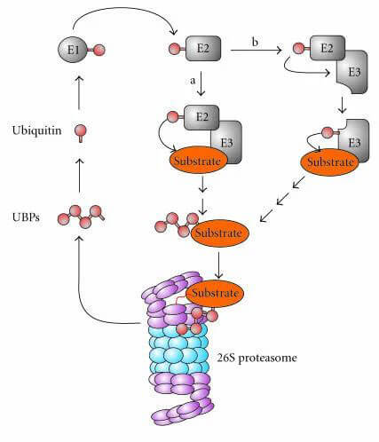 The ubiquitin-proteasome system (UPS).jpg