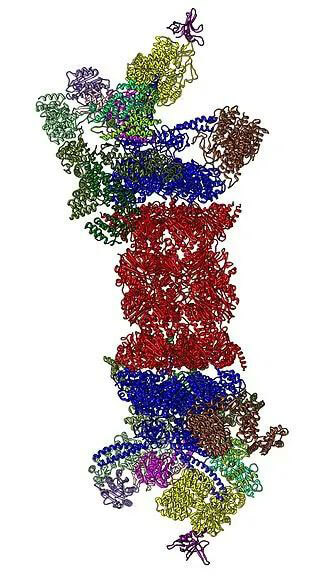 26S proteasome structure.jpg