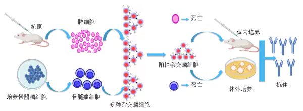 antibody develop.webp