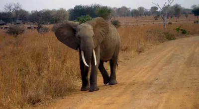 Zombie Gene Helps Elephants Outpace Cancer