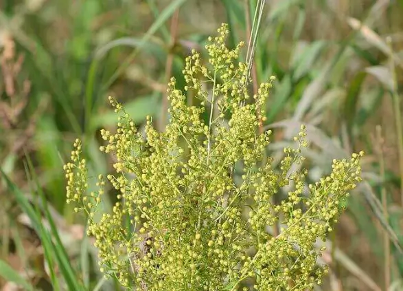 Transgenic Plants Against Malaria