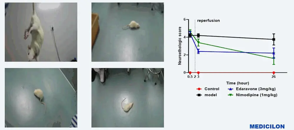 Rat-Behavioural-Examination.webp