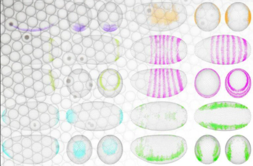 Virtual Embryo Predicts Real Gene Expression Patterns, Cell by Cell