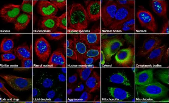 New Cell Atlas Shows Subcellular Distribution of 12,000 Proteins