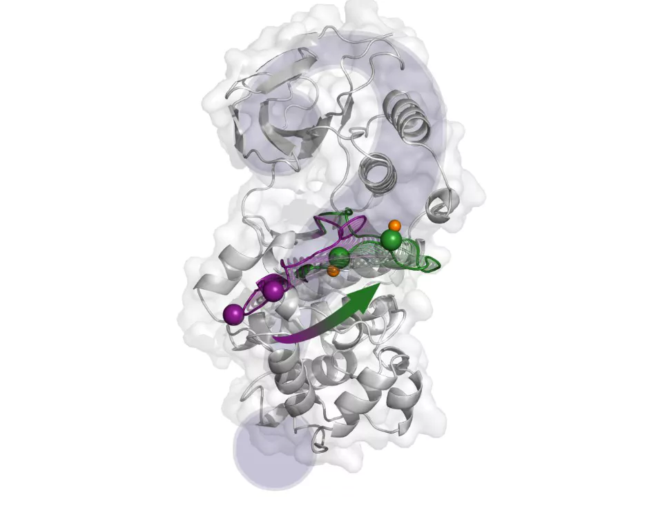 Critical Details on Activation of the p38α Protein Described by Spanish Researchers