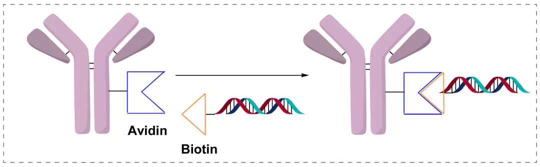 Avidin-Based Conjugation.webp