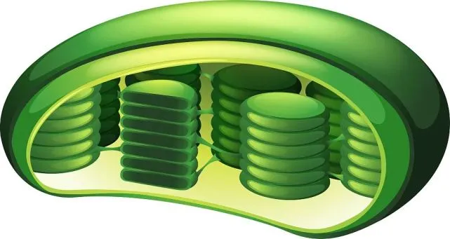 Light Activated Chloroplast Factor Removes Protein Introns