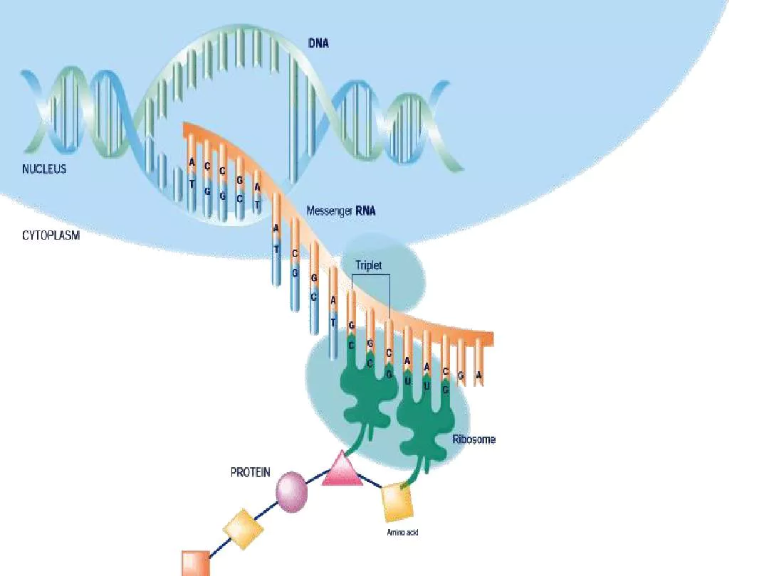 Force Triggers Gene Expression by Stretching Chromatin