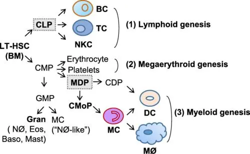 Cutting Morrbid RNA Shortens Immune Cell Lifespan