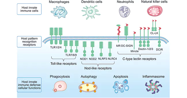 Binge Eating Suppressed by Serotonin 2C Receptor