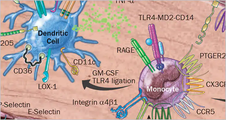 Macrophage Producing Compound Found to Reduce Inflammation