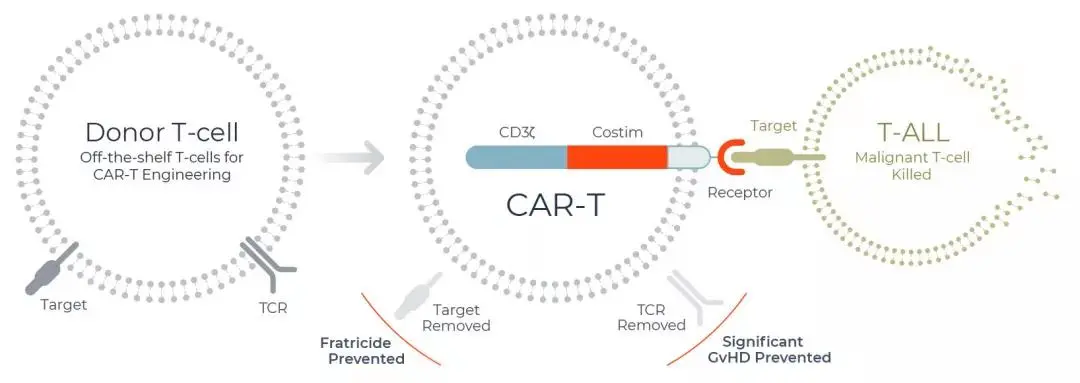 Revisiting CAR T Cells for Treating HIV Shows Promise