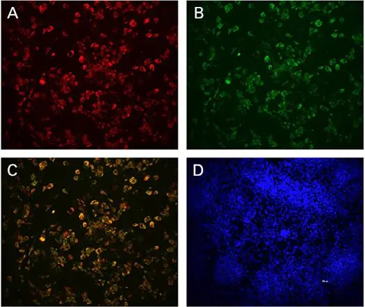 Beta Cell Subtypes Flagged, Implications for Diabetes Research Cited