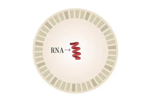 Programmable RNA Vaccines Are Effective in Mice Against Ebola and Flu