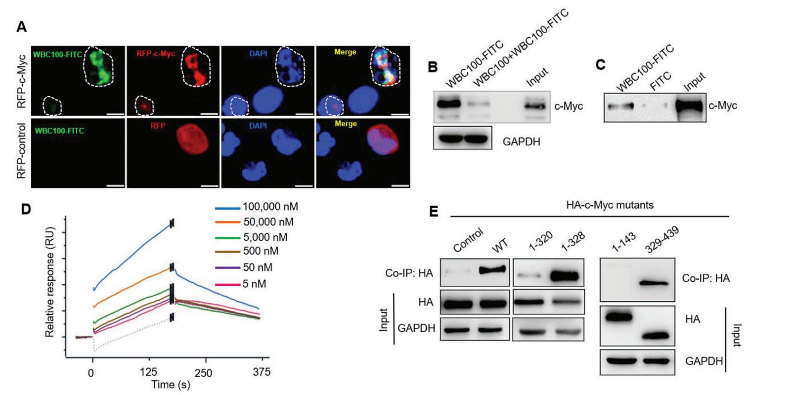 A selective c-Myc degrader potently regresses lethal c-Myc overexpressing tumors. SPR experiments were performed by Medicilon