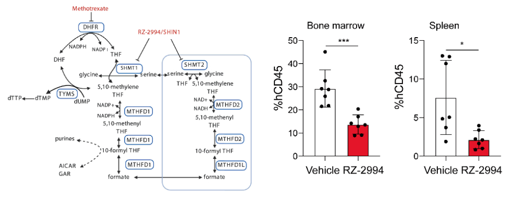 Researchers used RZ-2994 to characterize the effect of inhibiting SHMT1/2 in T-ALL. RZ-2994 was obtained from Medicilon