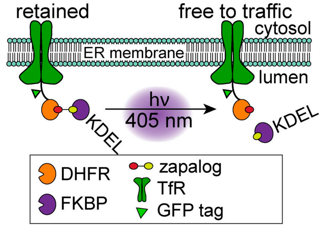 zapERtrap: A light-regulated ER release system reveals unexpected neuronal trafficking pathways. Synthesis of zapalog was performed by Medicilon