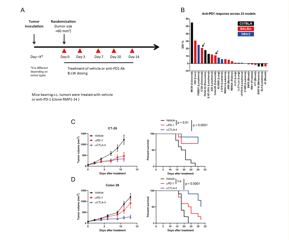 Immune checkpoint blockade therapies have changed the paradigm of cancer therapies. In vivo studies for anti-PD-1 antibody across 23 syngeneic tumor models were performed by Medicilon