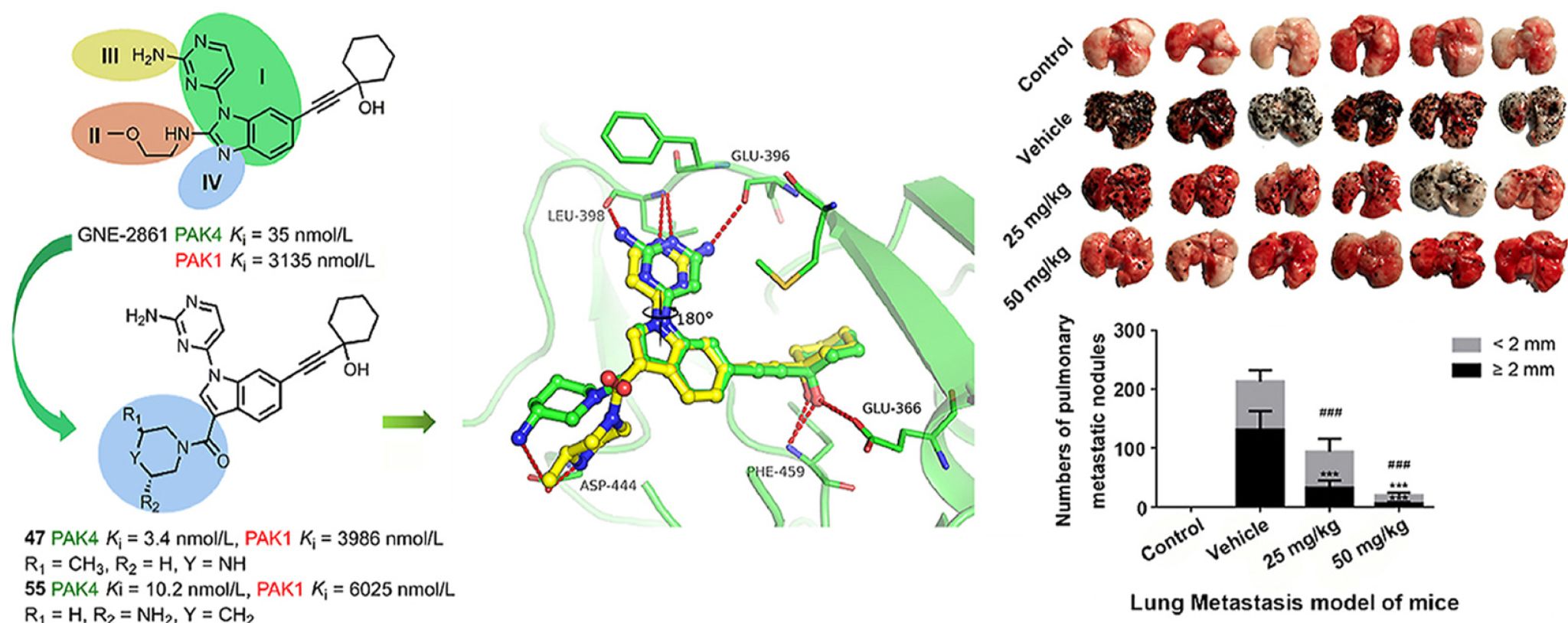 Synthesis of selective PAK4 inhibitors for lung metastasis of lung cancer and melanoma cells. The pharmacokinetic study of the selective PAK4 inhibitor was carried out by Medicilon