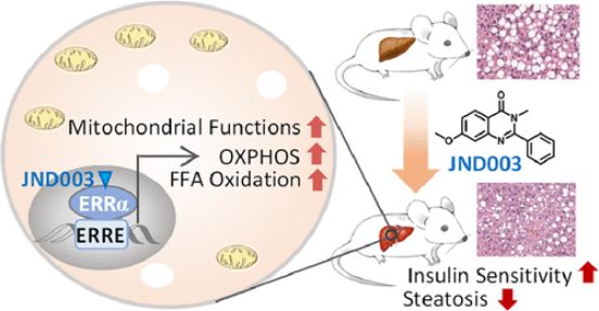 JND003 is a selective ERRα agonist alleviating nonalcoholic fatty liver disease and insulin resistance. Pharmacokinetics and tissue distribution assays were performed at Medicilon