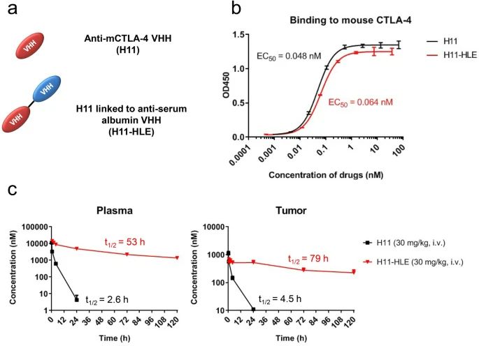 H11-HLE is a tool molecule that allows the interrogation of the contribution of Fc in mediating immune checkpoint therapy with potent anti-tumor efficacy