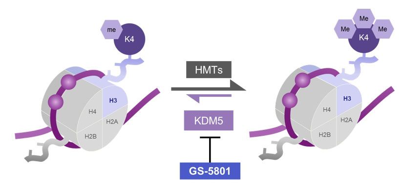 GS-5801 is a potent KDM5 inhibitor with antiviral activity against HBV. GS-5801 was synthesized by Medicilon