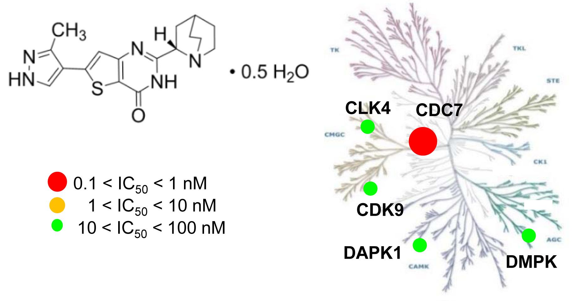 TAK-931 is a highly specific CDC7 inhibitor with antitumor efficacy and immunity. In vivo efficacy studies were performed at Medicilon