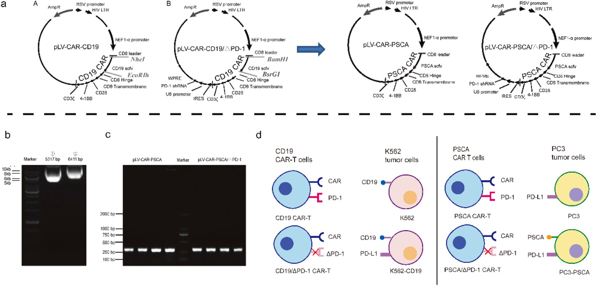 CAR-T has shown promising clinical results in the treatment of leukemia and lymphoma. The shRNA vector plasmid that silences PD-1 and preparation of CAR is constructed. The plasmids sequenced were fully identified by Medicilon