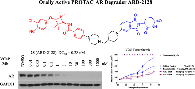 ARD-2128 is a PROTAC AR degrader with excellent plasma and microsomal stability.  The in vitro stability and PK studies were performed by Medicilon